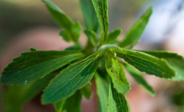 What is stevia extract made from