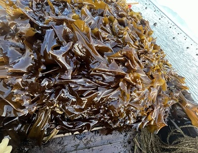 Kelp versus zeewier: belangrijkste verschillen, voordelen, toepassingen en welke is beter?