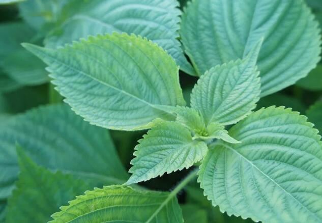 Wat is perilla-olie?