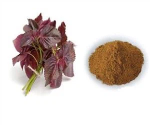 Perilla Ocymoides-bladextract