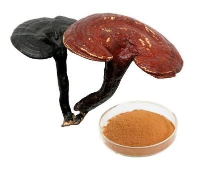 Ganoderma Lucidum Sporenpoeder