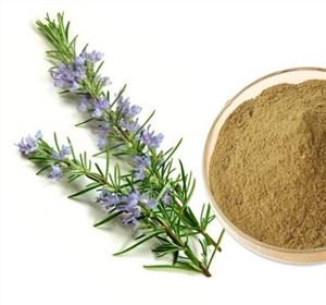 Rozemarijn Extract